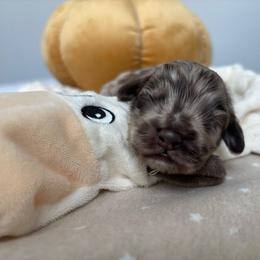 Banks - Merle male Cockapoo puppy in Tampa, Florida from Designer Puppy Boutique
