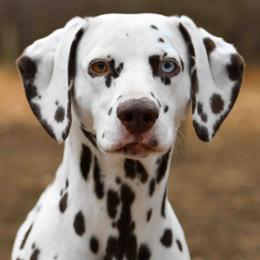 Dalmatian puppies from Paisley Dalmatians