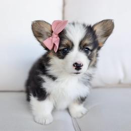 Hattie - Black and tan female Pembroke Welsh Corgi puppy in Genola, Utah from Pyne Corgis