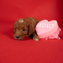 Angela - Red  female Goldendoodle puppy in Payson, Utah from Country Sky Doodles
