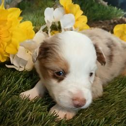 Kobi - Red merle male Miniature Australian Shepherd puppy in Penn Valley, California from Ghostfire Mini Aussies