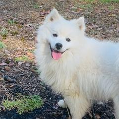 American Eskimo Dogs from White Gypsy Ranch