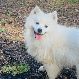 American Eskimo Dogs from White Gypsy Ranch