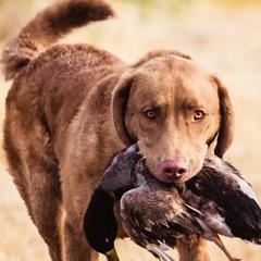 Chesapeake Bay Retrievers from Sleepy Hollow Chesapeakes