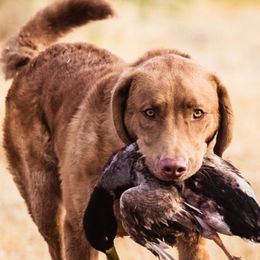 Chesapeake Bay Retrievers from Sleepy Hollow Chesapeakes