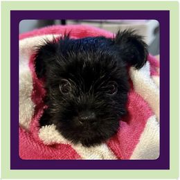 Raven aka Fennel - Black and tan female Yorkshire Terrier puppy in Annandale, Virginia from Artisan Yorkies LLC