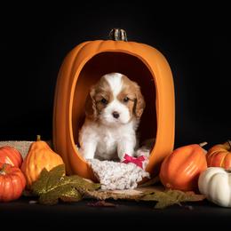 Brittany and Cavalier King Charles Spaniel Puppies from Katy Cavaliers & Barefoot Days Brittanys