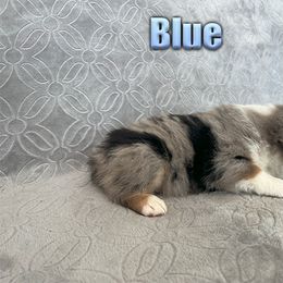 Miniature American Shepherd and Miniature Australian Shepherd Puppies from Regal Miniature American Shepherds | Regal Miniature Australian Shepherds