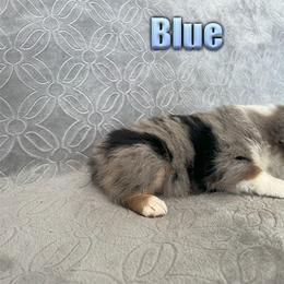 Miniature American Shepherd and Miniature Australian Shepherd Puppies from Regal Miniature American Shepherds | Regal Miniature Australian Shepherds