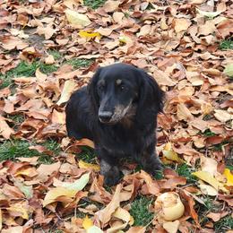 Leroy - Dachshund