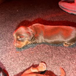 Candy Cane - Chocolate and tan female Dachshund puppy in Lincolnton, North Carolina from Oakview Kennels