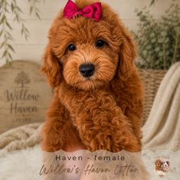 Haven - Red  female Goldendoodle puppy in Atlanta, Georgia from Teddy Puppies