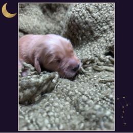 Aurora - Golden female Golden Retriever puppy in Buckley, Washington from Chrysus Spirit Goldens