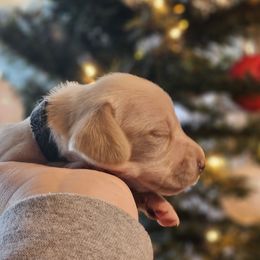 Black collar - Cream female Dachshund puppy in Pasco, Washington from Loyal Lil Dachshunds