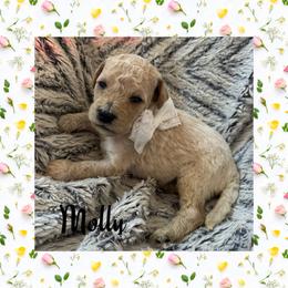 Molly - Apricot female Goldendoodle puppy in Ankeny, Iowa from Iowadoodles2love