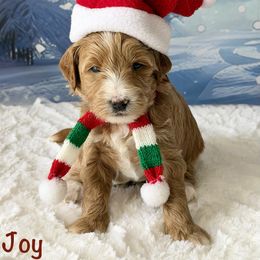 Joy - Red  female Goldendoodle puppy in Newnan, Georgia from Wagging Tailz Pups