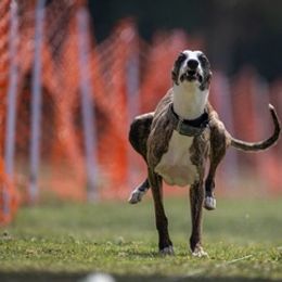 Border Terriers and Whippets from Tumbleweed