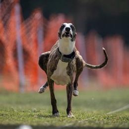 Border Terriers and Whippets from Tumbleweed
