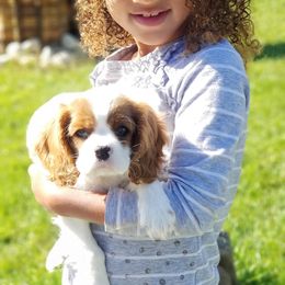 Cavalier King Charles Spaniel Puppies from Castle Rock Cavaliers
