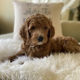 Bernedoodle and Goldendoodle Puppies from Heartfelt GoldenDoodles