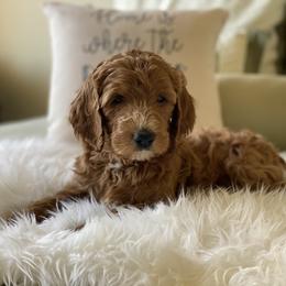 Bernedoodle and Goldendoodle Puppies from Heartfelt GoldenDoodles