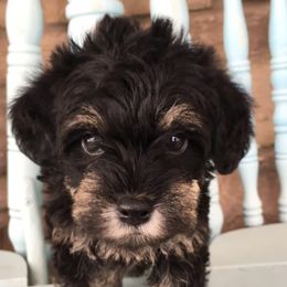 Poodles and Schnoodles from The Cutest Schnoodles and Poodles