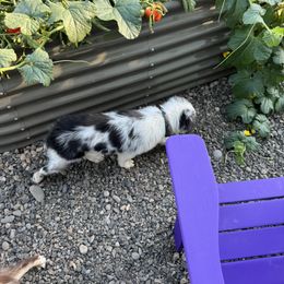 Miniature American Shepherd Puppies from Moonlight Trail Aussies