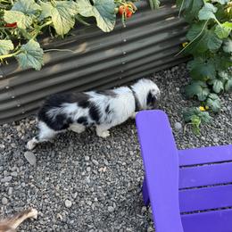 Miniature American Shepherd Puppies from Moonlight Trail Aussies