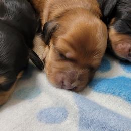 Dachshund Puppies from CLARK'S BREEDING PROGRAM