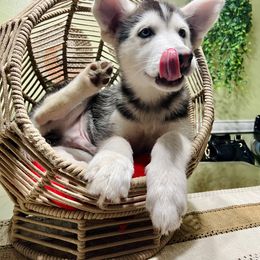 Maltese and Siberian Husky Puppies from Nyx’s Pack