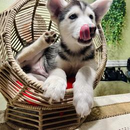 Maltese and Siberian Husky Puppies from Nyx’s Pack