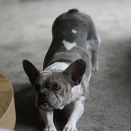 Storm - French Bulldog