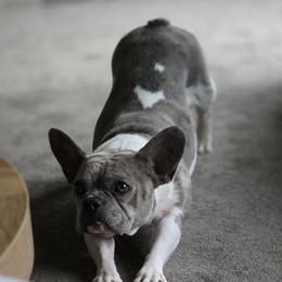 Storm - French Bulldog