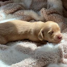 Fred - Cream male Dachshund puppy in Casper, Wyoming from Daisy's Doxies & Doodles