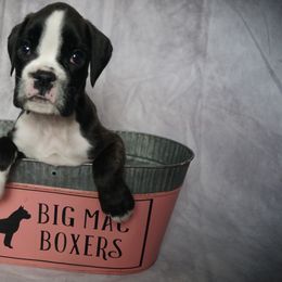 Boxer Puppies from Big Mac Boxers