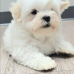 Jax - Cream male Shichon puppy in Limestone, Tennessee from Pilot Hill Teddy Bear Puppies