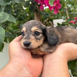 Lidia - AKC - Cream female Dachshund puppy in Englewood, Florida from Dach of Doxies