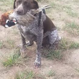 Myles - German Shorthaired Pointer