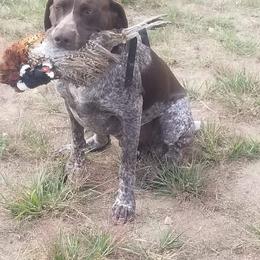 Myles - German Shorthaired Pointer