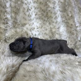 Blue collar - Gray male Cane Corso puppy in Fairfield, California from Royal Class Kennels
