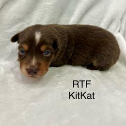 Girl 1 - Red tri female Miniature Australian Shepherd puppy in Roseville, California from Golden State Mini Aussies