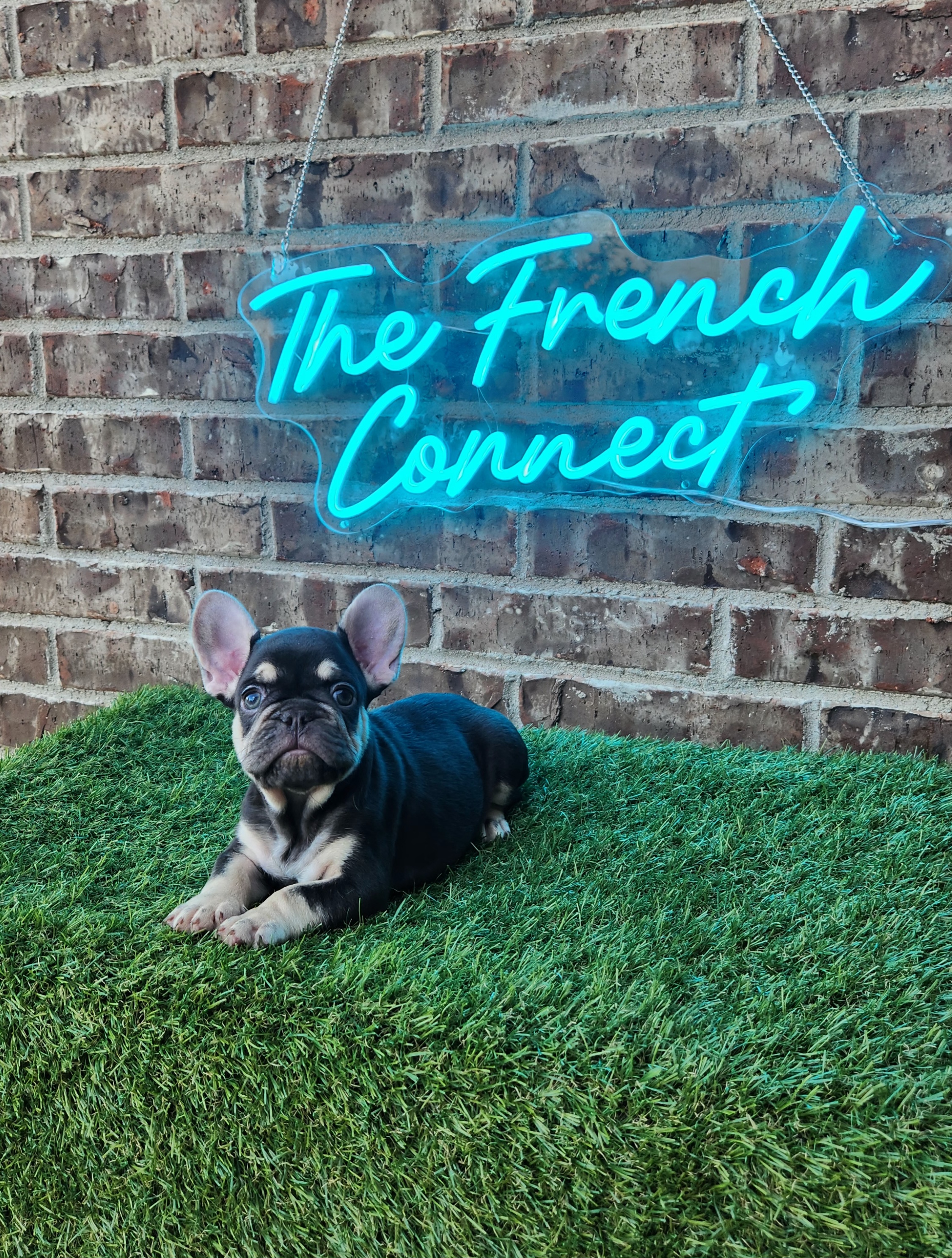 French Bulldogs from The French Connect