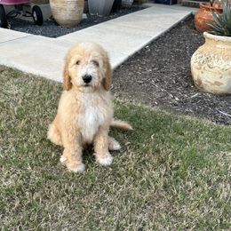Goldendoodle Puppies from Johnson & Co Doodles