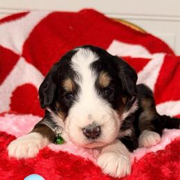 Lucky - Tri-color male Bernedoodle puppy in Beecher, Illinois from Erica’s Doodles