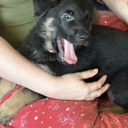 German Shepherd Puppies from Devon Rugerio's German Shepherds