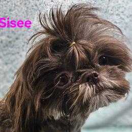 Sisee - Shih Tzu