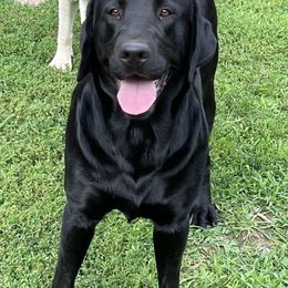 Quigley - Labrador Retriever