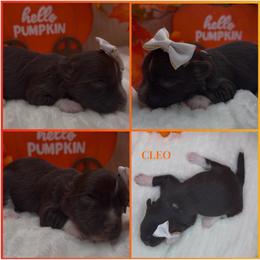 Cleo - AKC - Chocolate female Havanese puppy in Verden, Oklahoma from Holcombs Puppy Ranch