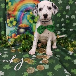 LUA BLACK SPOT BOY - White and black male Dalmatian puppy in Perry, Michigan from Mid-Michigan Dalmatians