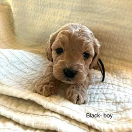 Amarillo - Buff and white male Cockapoo puppy in Spring Valley, Wisconsin from Filipiak Breeders